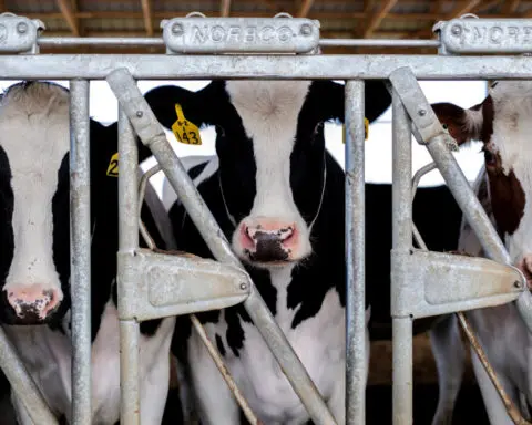 Dairy worker bird flu case shows need for protective gear, US CDC study shows