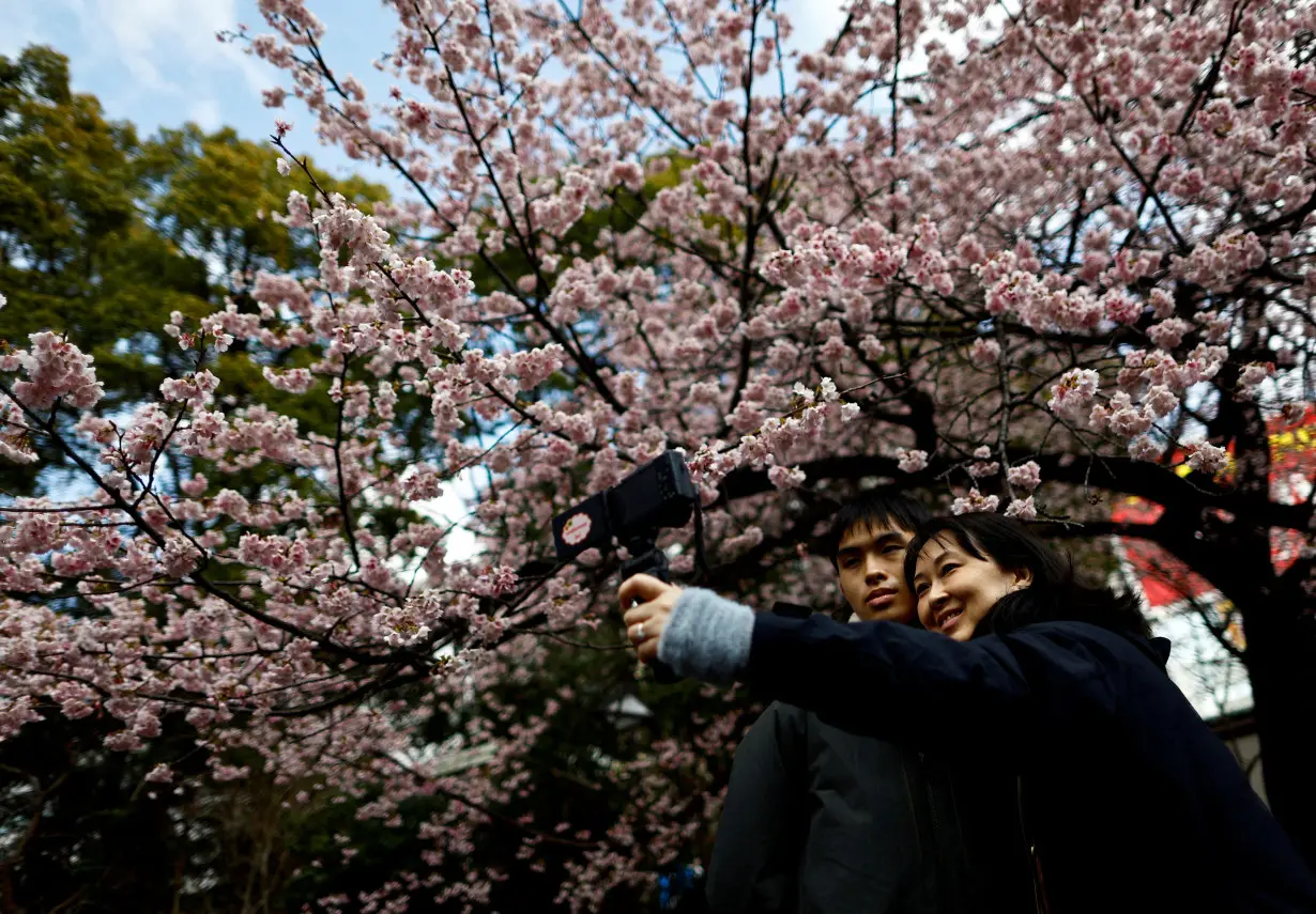 FILE PHOTO: Visitors take selfie-photos under an early-flowering Ookanzakura cherry blossoms in full bloom in Tokyo