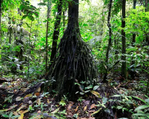 Exclusive-Ecuador examining new Amazon and Ocean linked debt-for-nature swaps, sources say