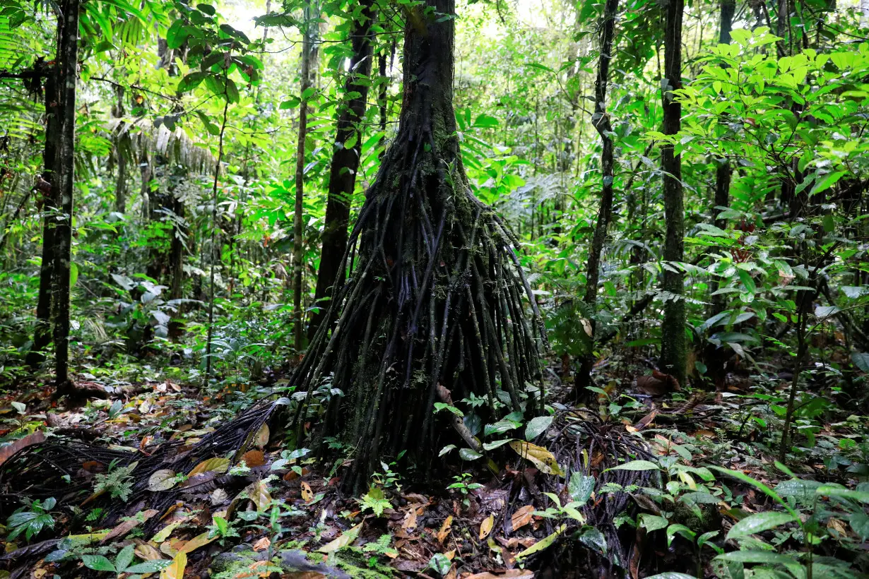 LA Post: Exclusive-Ecuador examining new Amazon and Ocean linked debt-for-nature swaps, sources say
