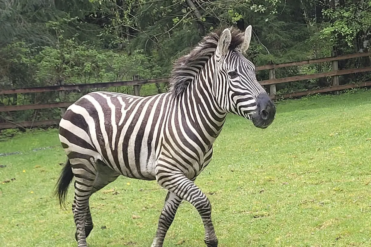 LA Post: Escaped zebra captured near Seattle after gallivanting around Cascade mountain foothills for days