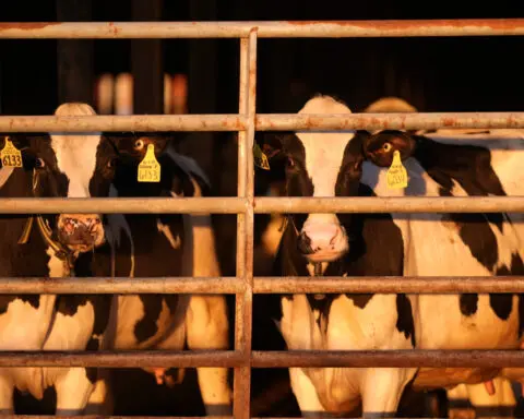 US pledges money and other aid to help track and contain bird flu on dairy farms