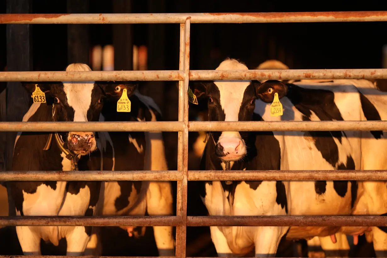 LA Post: US pledges money and other aid to help track and contain bird flu on dairy farms
