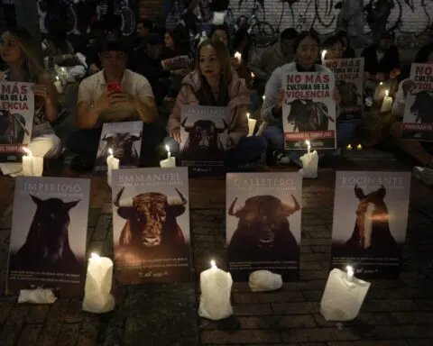 Colombia's congress votes to ban bullfights, dealing a blow to the centuries-old tradition