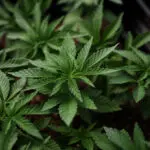 US reclassification could drive fresh research funding into pot sector