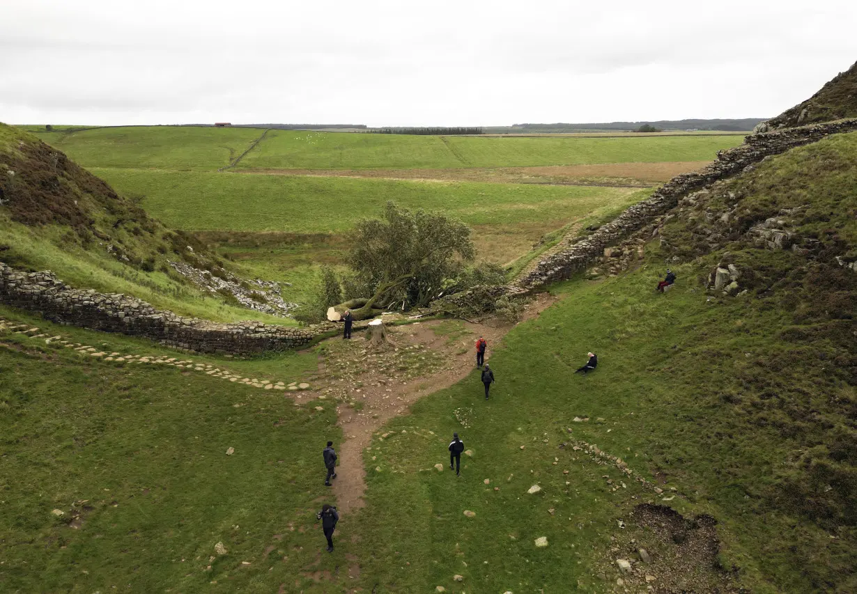 16-year-old boy arrested in England over the 'deliberate' felling of a famous tree at Hadrian's Wall