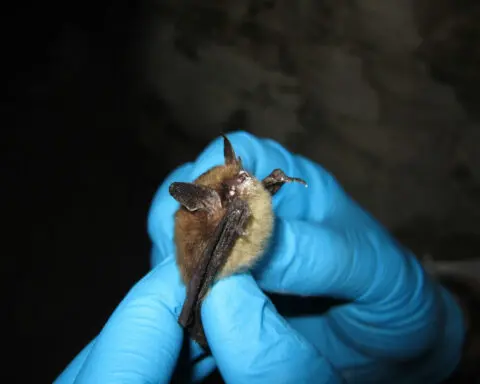 Bats in Colorado face fight against deadly fungus that causes white-nose syndrome