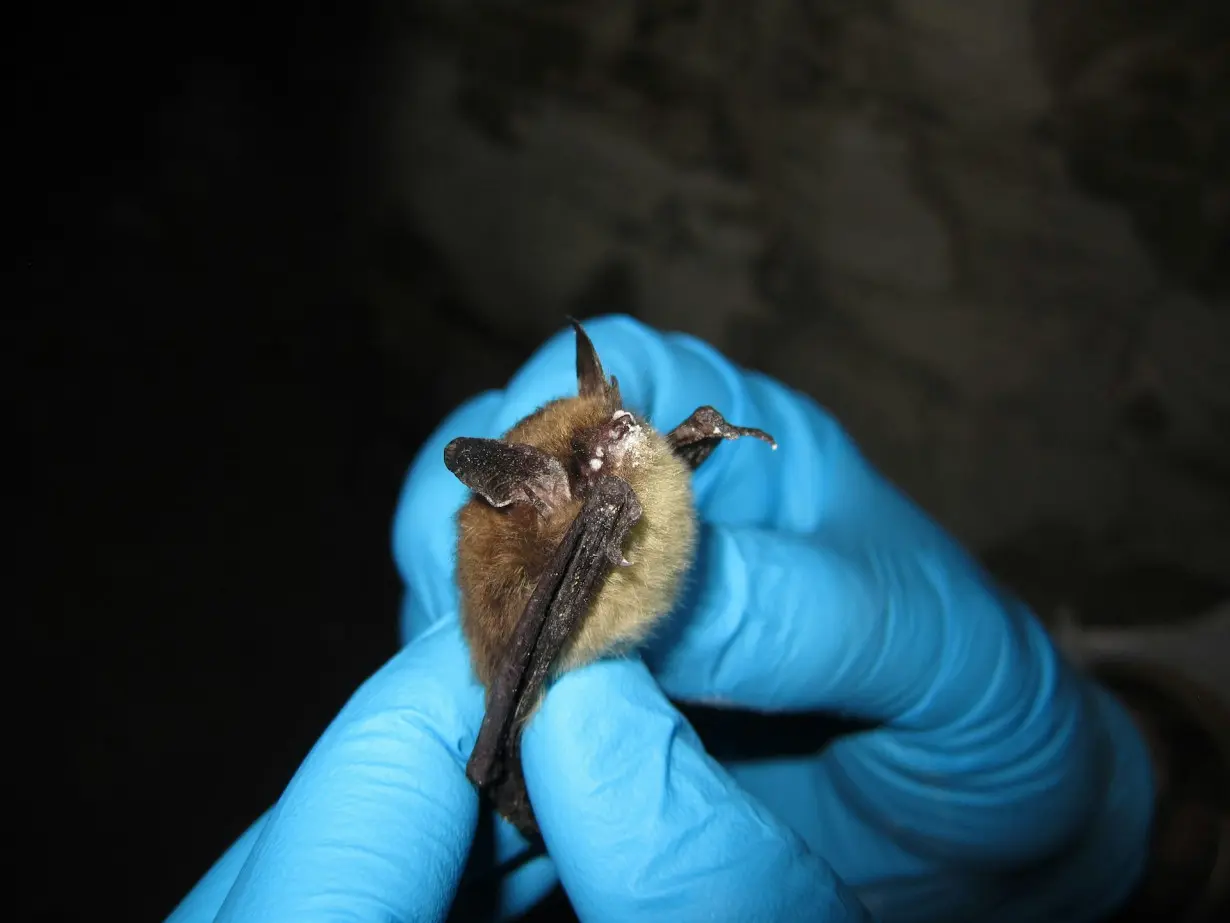 Bats in Colorado face fight against deadly fungus that causes white-nose syndrome