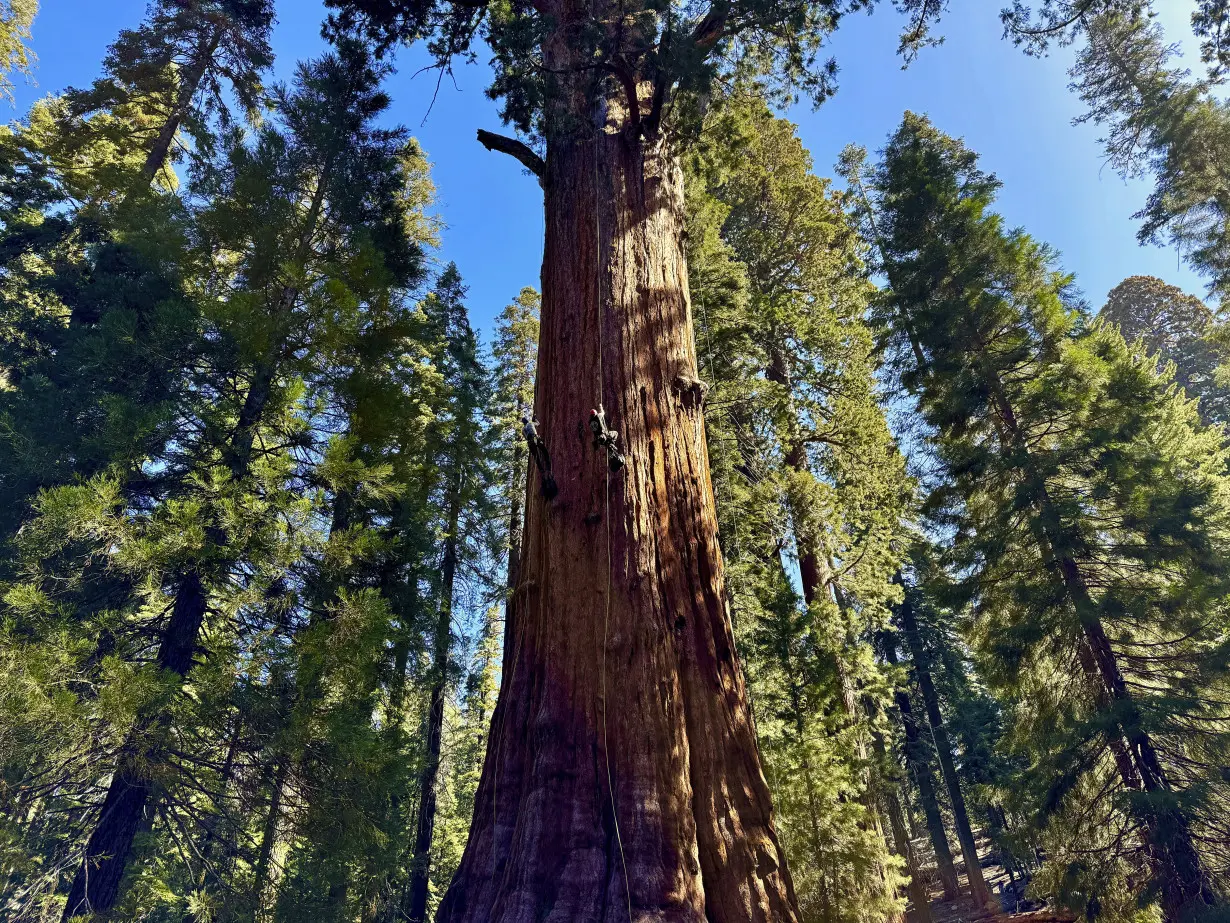 APTOPIX California Climate Sequoia Trees