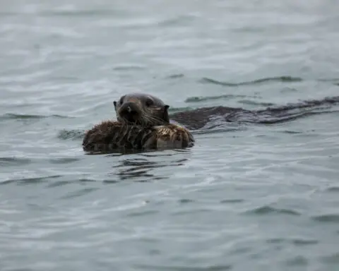 Sea otters get more prey and reduce tooth damage using tools