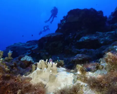 Experts say coral reef bleaching near record level globally because of 'crazy' ocean heat