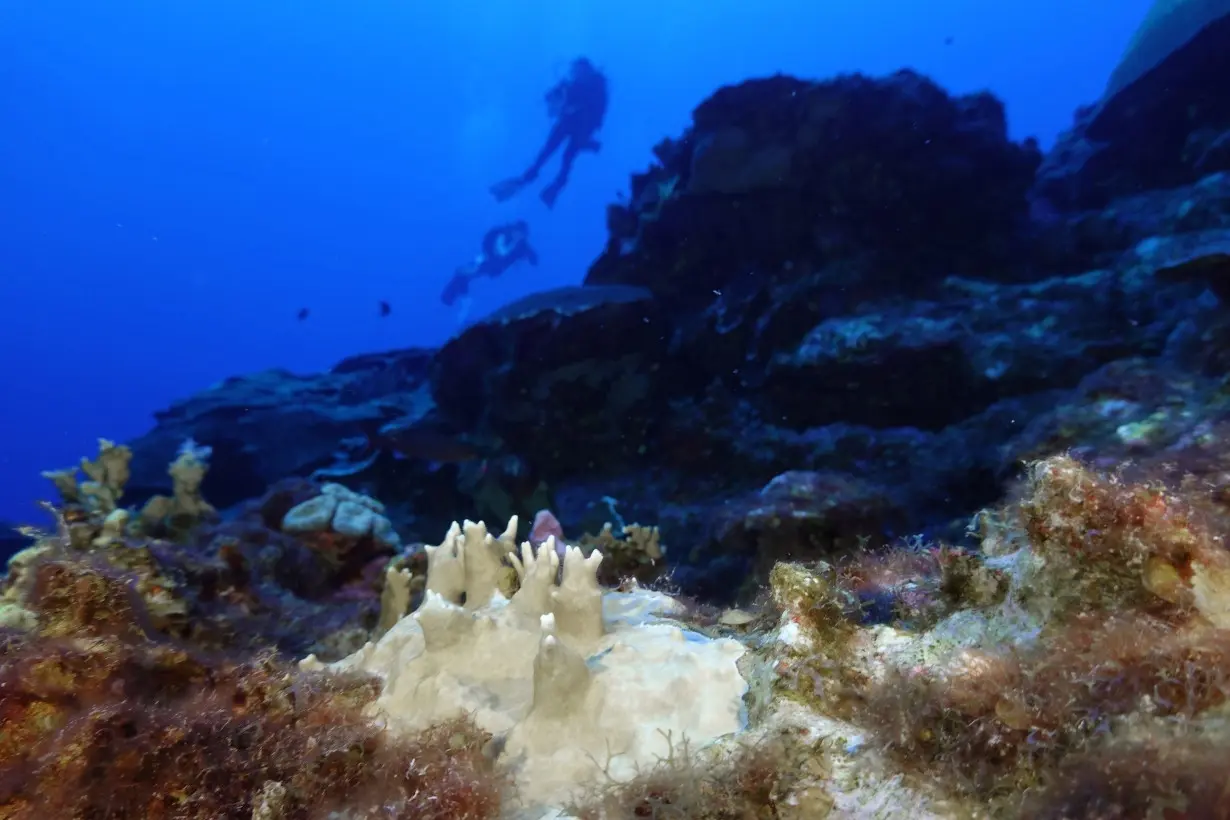 Climate Coral Bleaching Record