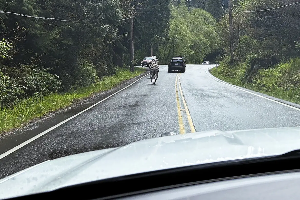 Zebra remains on the loose in Washington state as officials close trailheads to keep people away