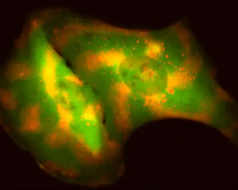 Engineering cells to broadcast their behavior can help scientists study their inner workings