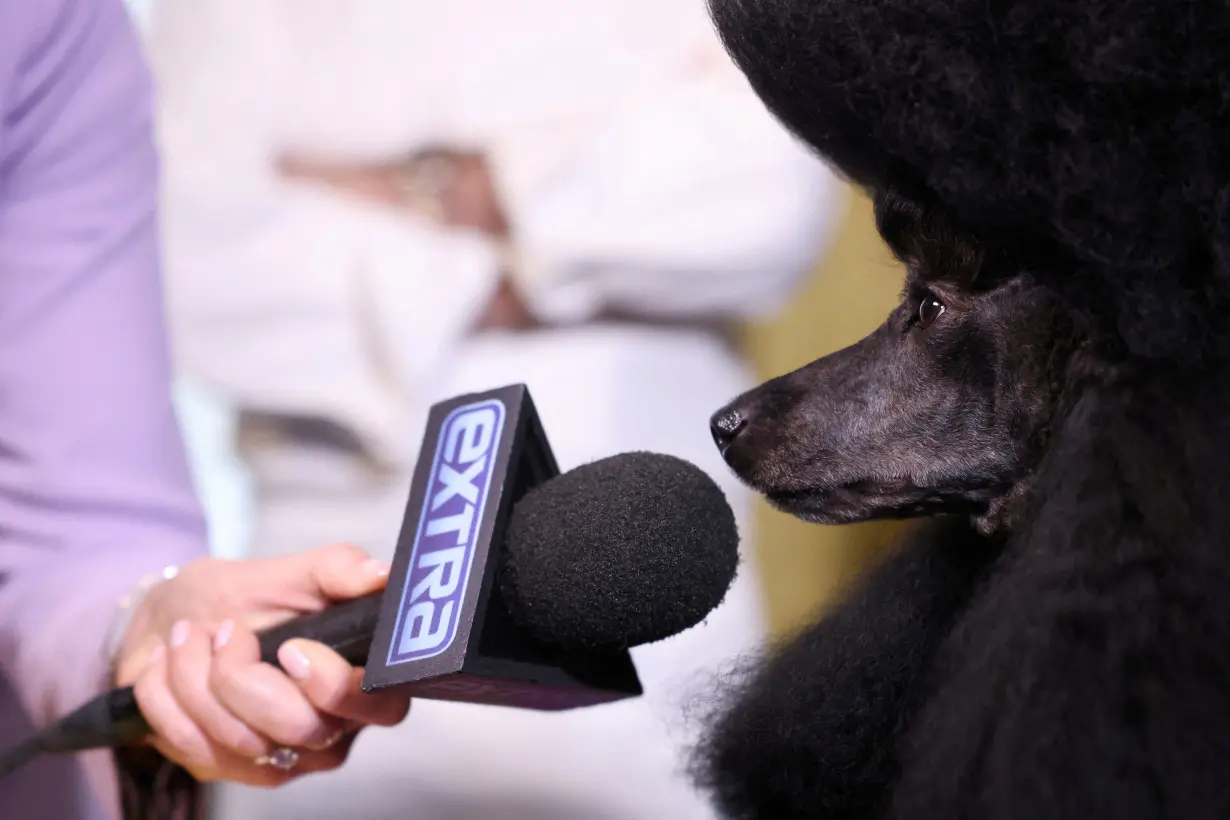 Westminster Kennel Club dog show's Best in Show winner Sage, a miniature poodle, and chef Daniel Boulud in New York City