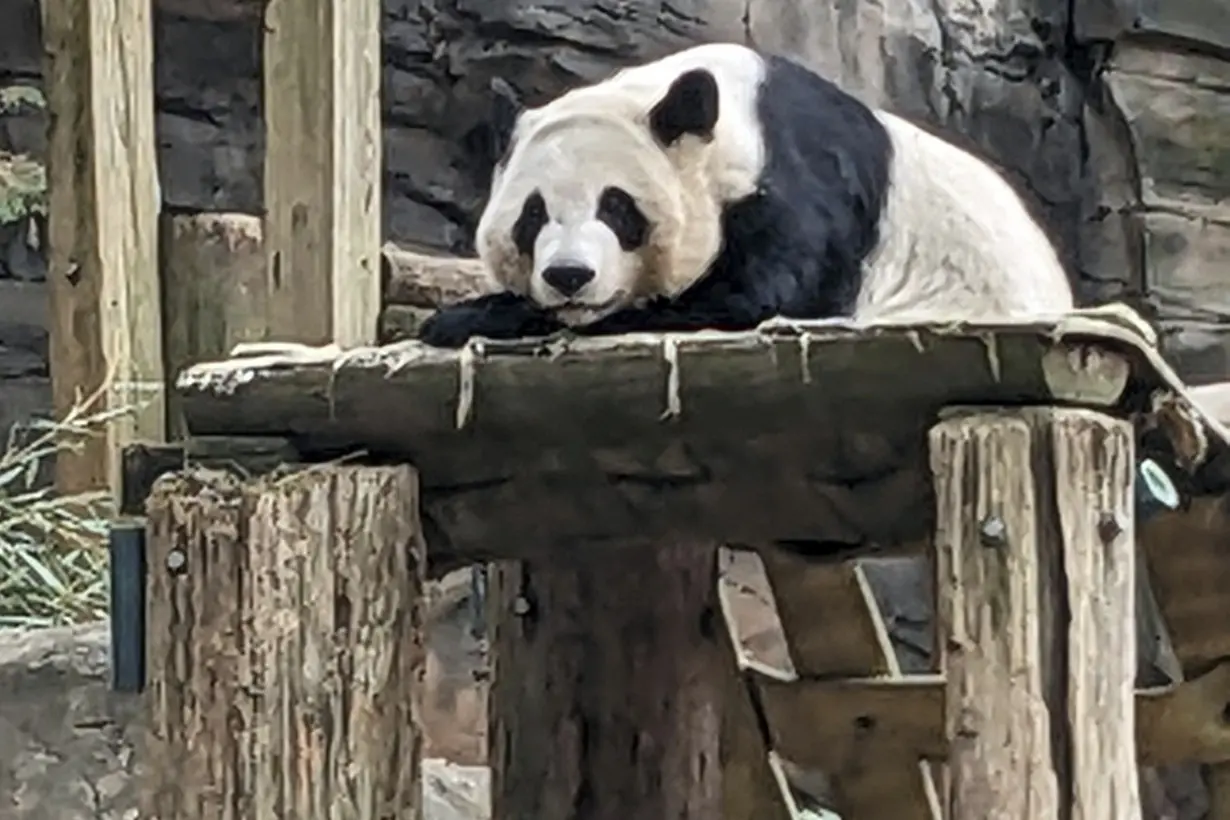 Atlanta Pandas Leaving