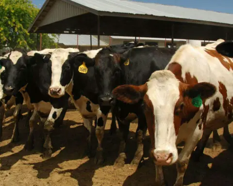 Bird flu detected in Colorado dairy cattle − a vet explains the risks of the highly pathogenic avian influenza virus