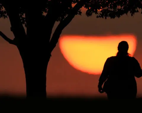 Hot history: Tree rings show that last northern summer was the warmest since year 1