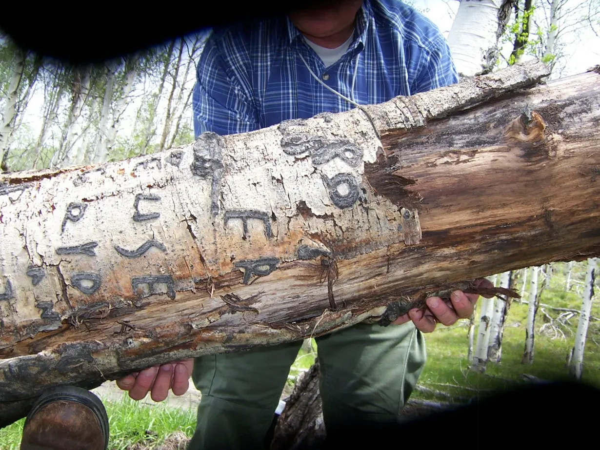 Arborglyphs – Basque immigrant sheepherders left their marks on aspen trees in the American West