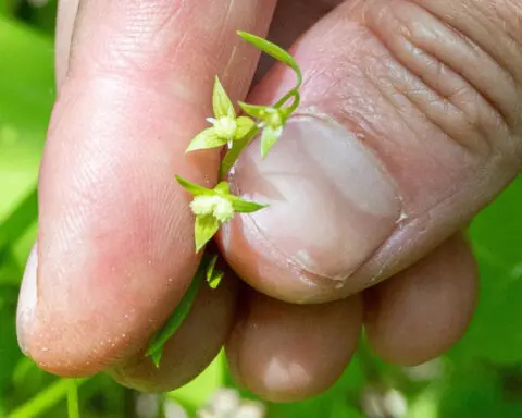 They thought this rare, tiny flower was extinct since WWI. Now it’s a symbol of hope
