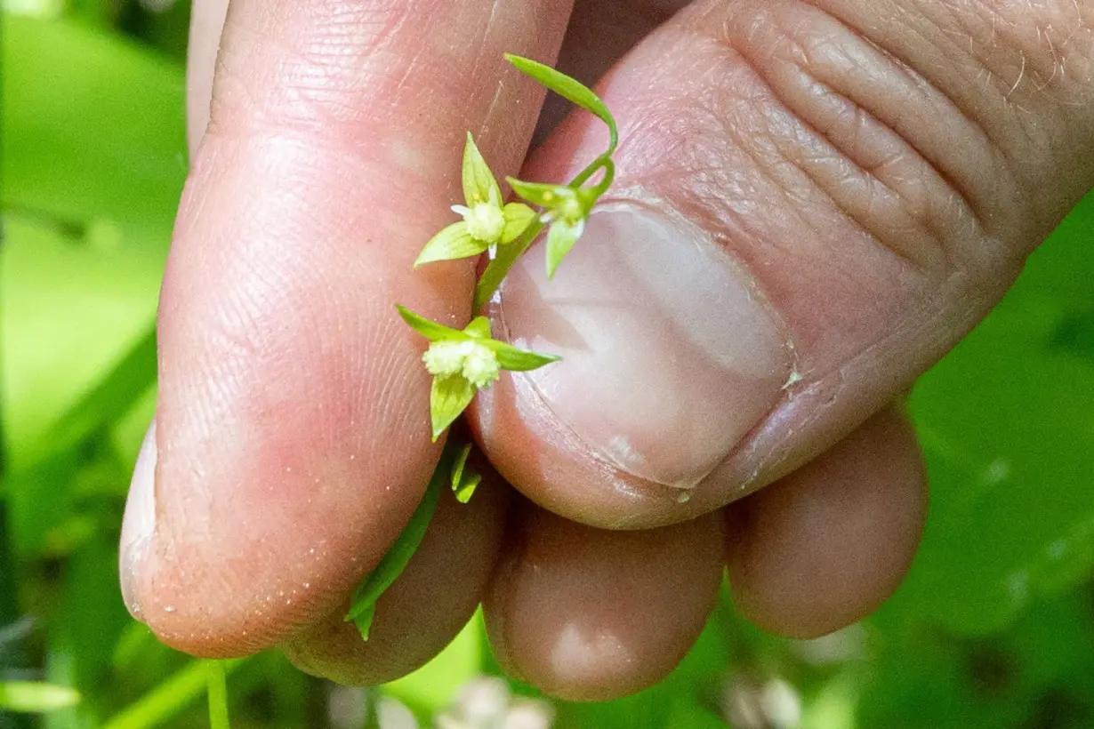 They thought this rare, tiny flower was extinct since WWI. Now it’s a symbol of hope