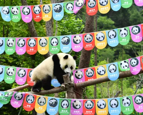 What is China's panda diplomacy and how does it work?