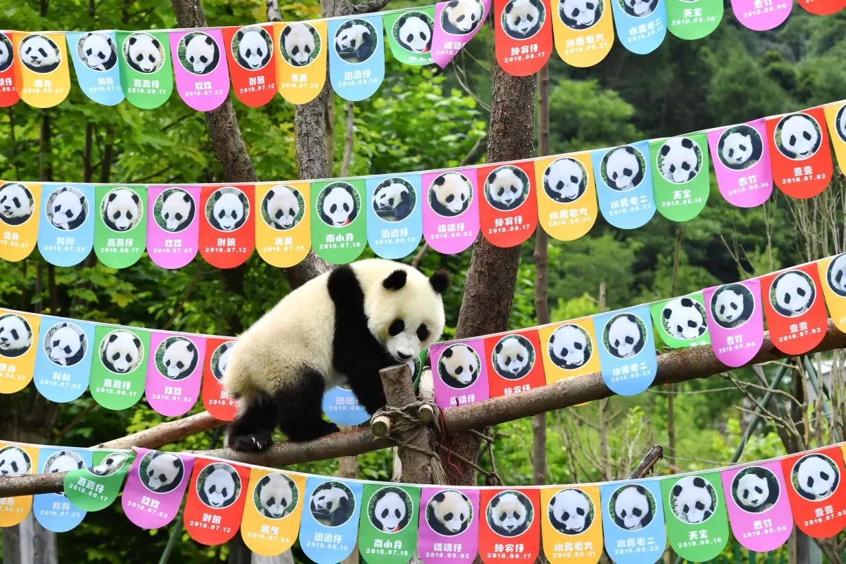 Giant panda cub plays on tree branches surrounded by photos of giant panda cubs who were born in 2018 during a birthday celebration in Wolong