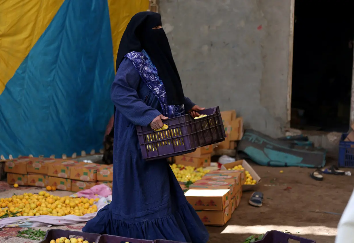 A worker carries apricots collected from the trees during the harvest season, in Al Qalyubia Governorate