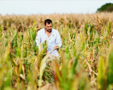 Argentina sequences leafhopper genome to battle crop-destroying insect