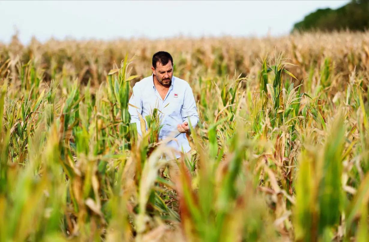 FILE PHOTO: A leafhopper bug ravages Argentina's corn crop in climate warning to farmers