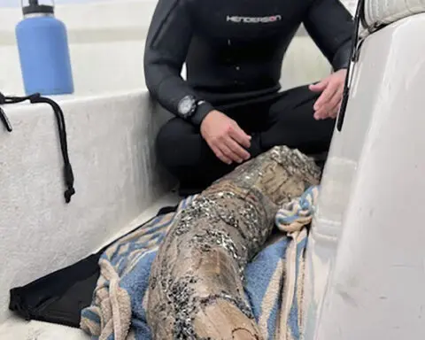 Fossil-hunting diver says he has found a large section of mastodon tusk off Florida's coast