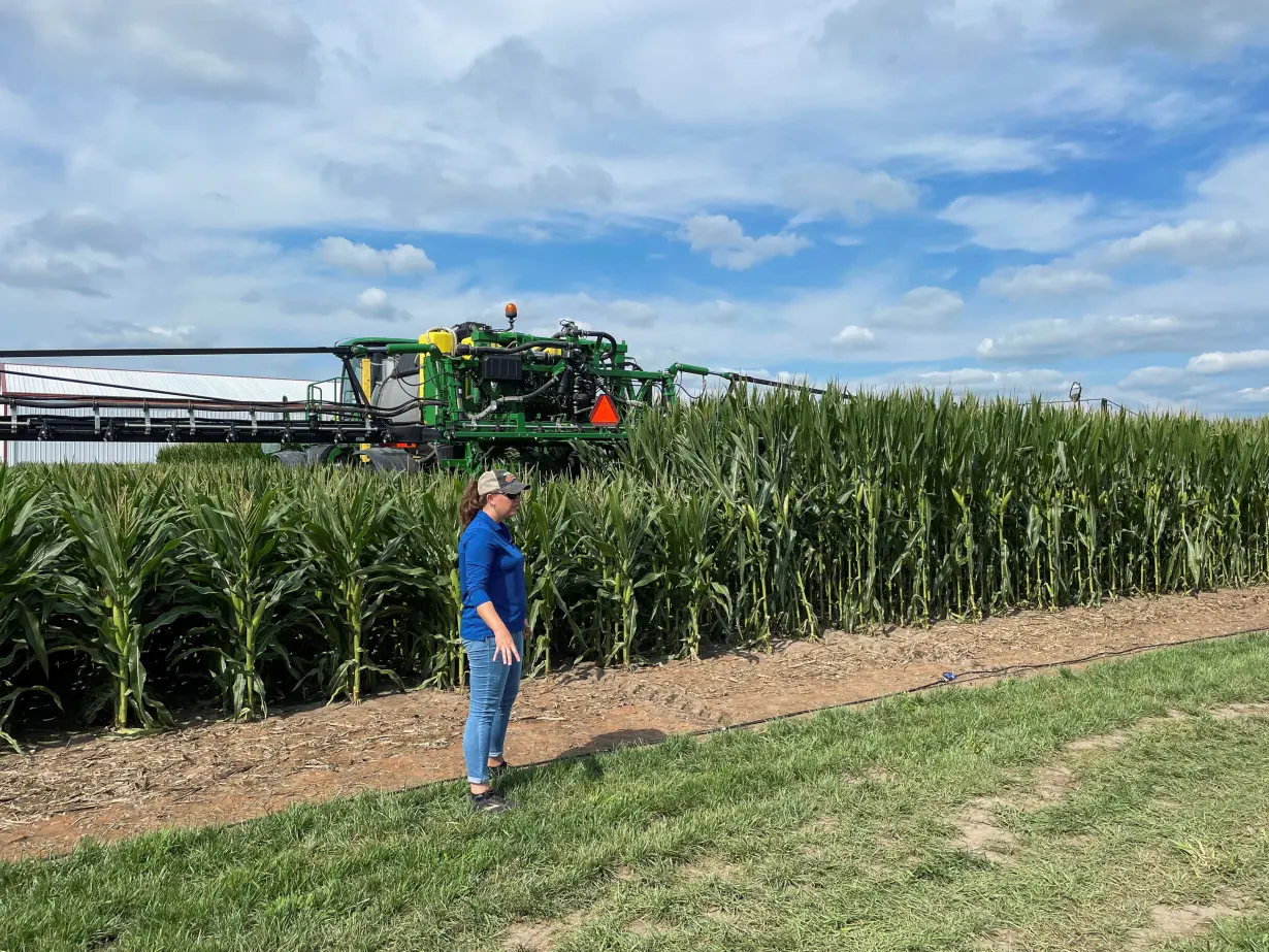 A view shows short stature corn growing next to regular corn at Bayer research farm in Jerseyville