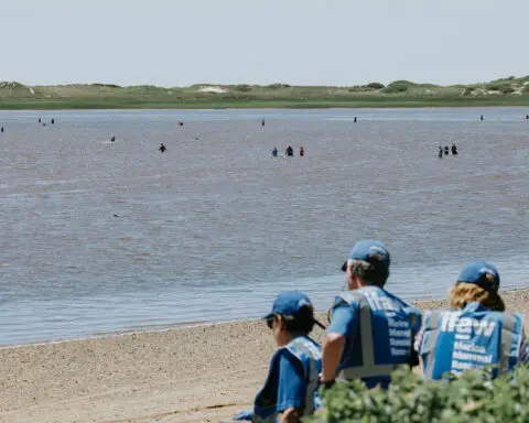 More than 100 Atlantic white-sided dolphins stranded in  muddy location off Cape Cod, Massachusetts