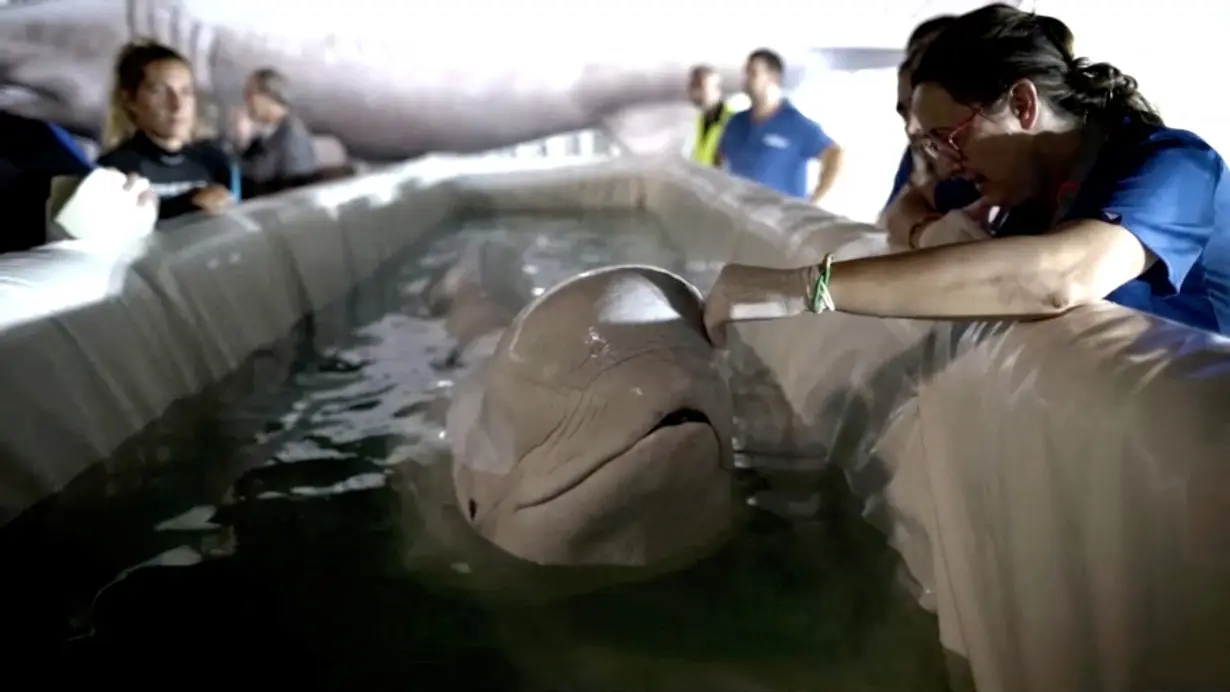 Beluga whale pair from war-torn Kharkiv evacuated to Spain's Valencia