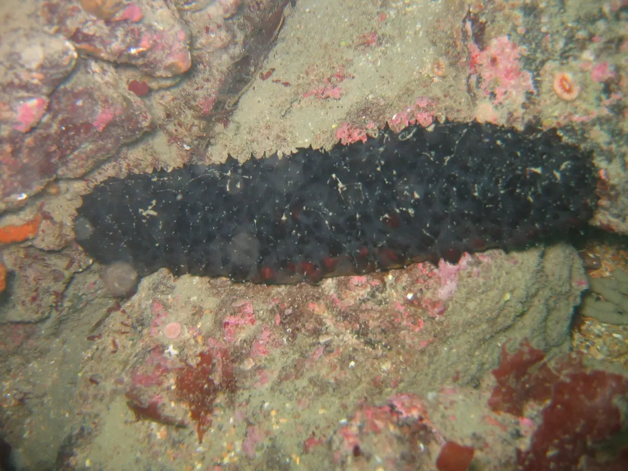 Coral reef recovery could get a boost from an unlikely source: Sea cucumbers, the janitors of the seafloor