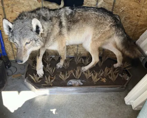 No charges in killing of gray wolf in southern Michigan. Experts stumped about how it got there.