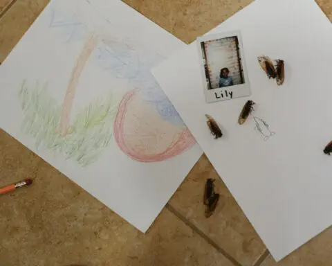 Illinois is hit with cicada chaos. This is what it's like to see, hear and feel billions of bugs