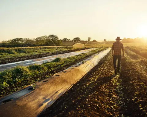 Food has a climate problem: Nitrous oxide emissions are accelerating with growing demand for fertilizer and meat – but there are solutions