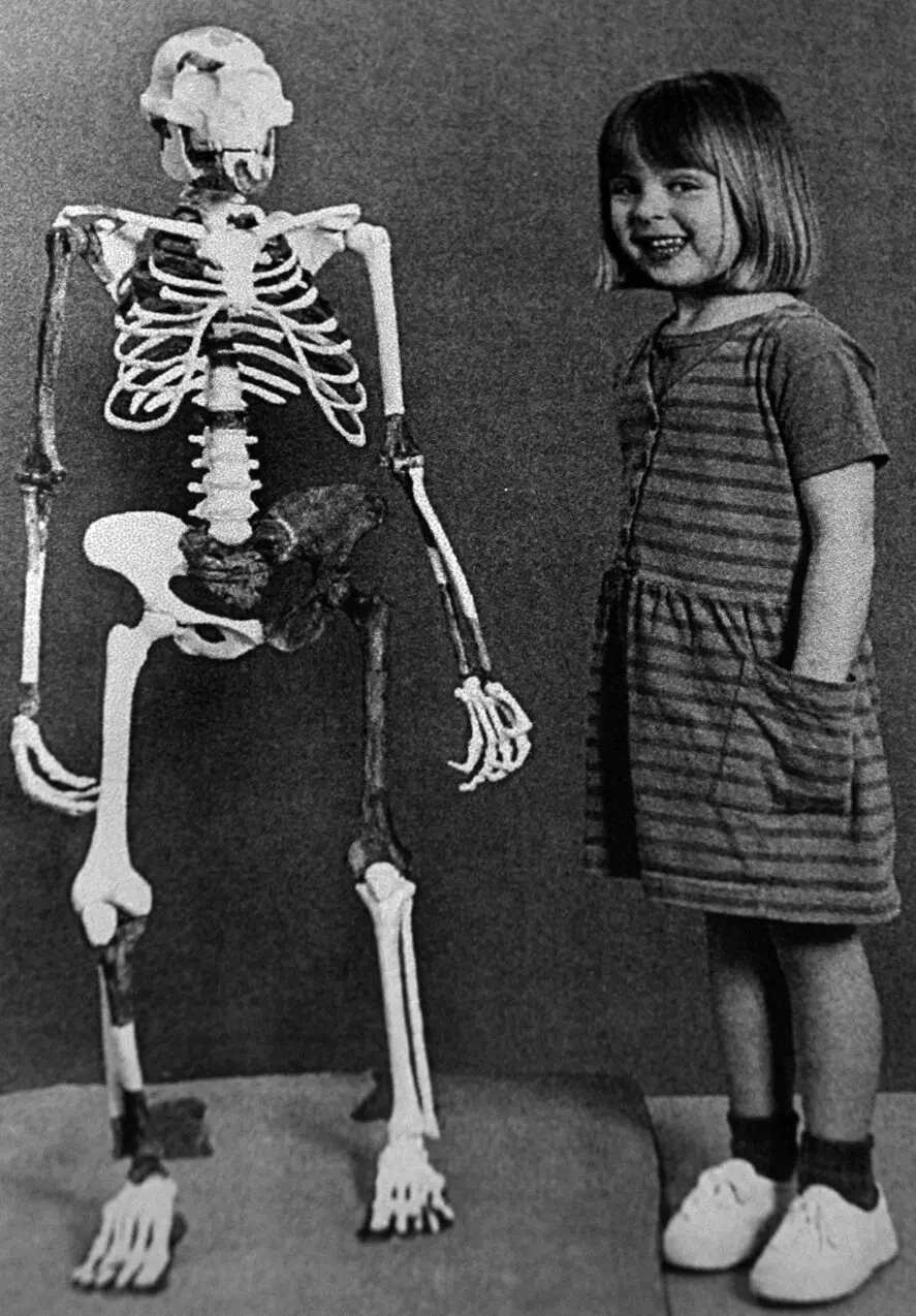 Lucy, discovered 50 years ago in Ethiopia, stood just 3.5 feet tall − but she still towers over our understanding of human origins