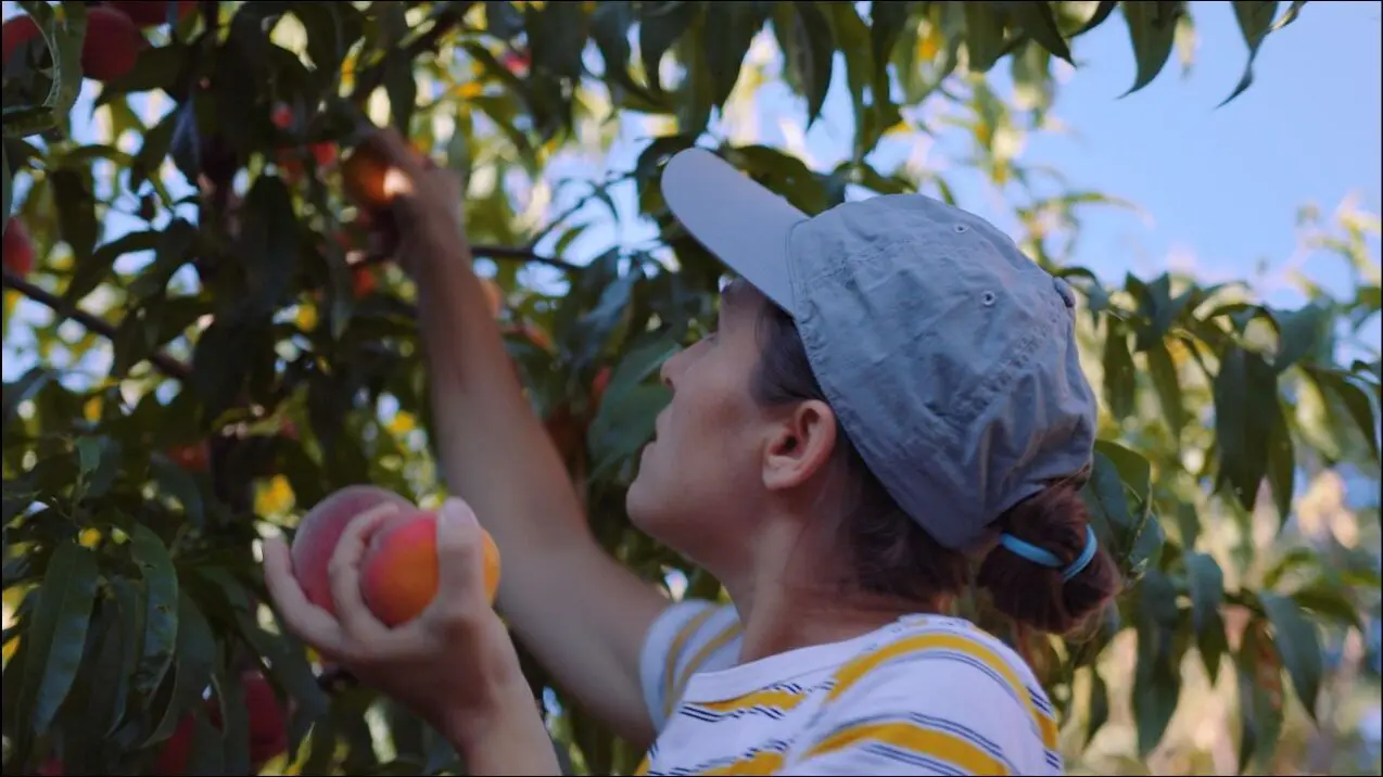 California woman picks neighbor’s fruit. Is it OK to pick fruit from someone else's tree?