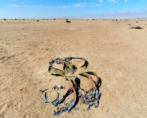 Sheriffs investigate YouTuber's claims of desert 'crime scene'. Watch the video.