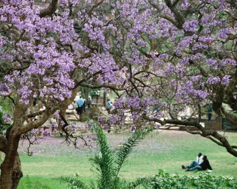 The streets of Los Angeles are glowing purple as Jacaranda trees bloom