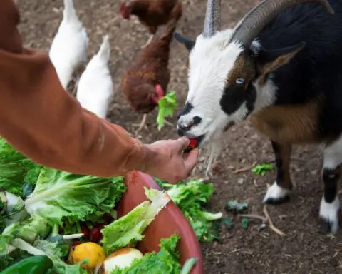 How one clever farmer feeds her animals with Costco's rejected fruit