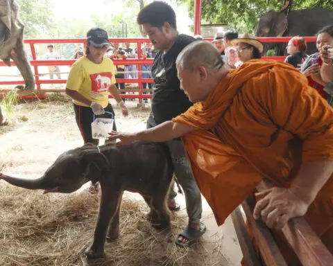 Rare twin elephants in Thailand receive monks' blessings a week after their tumultuous birth