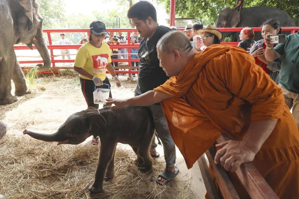 Thailand Twin Elephants