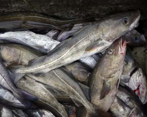 Canada ends cod moratorium in Newfoundland after more than 30 years
