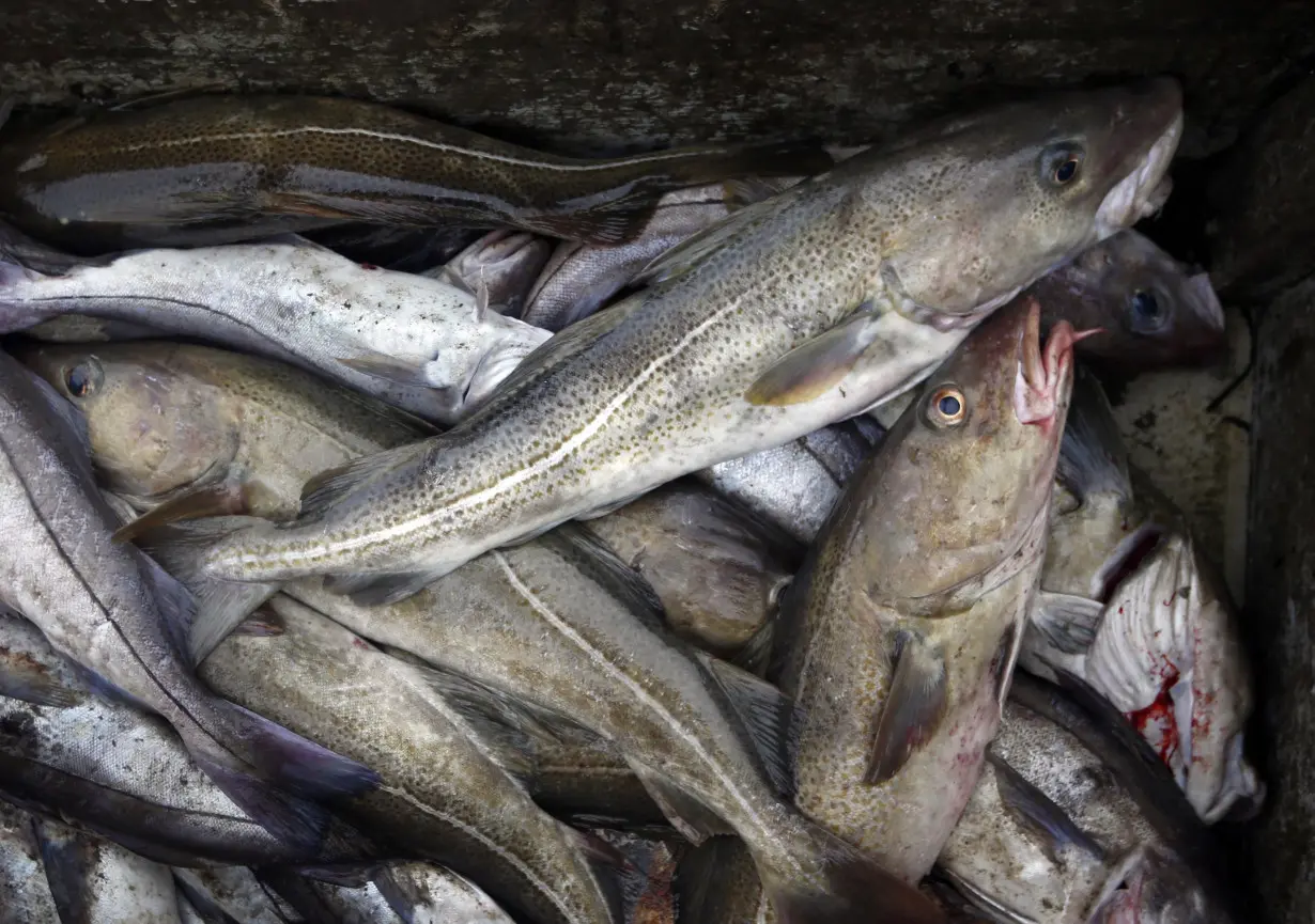 Canada Newfoundland Cod