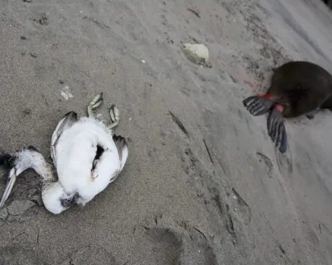 Bird flu is highly lethal to some animals, but not to others. Scientists want to know why