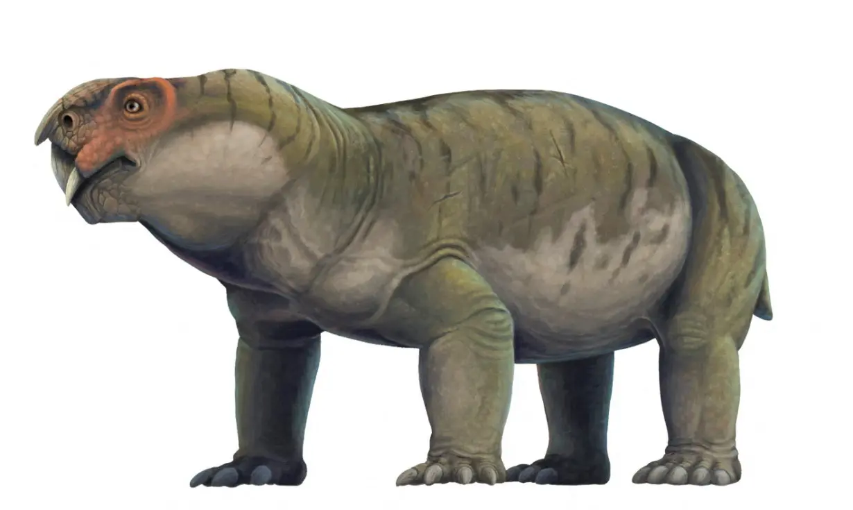 An artist's reconstruction of the tusked and pig-like Permian Period creature Gordonia, a forerunner of mammals