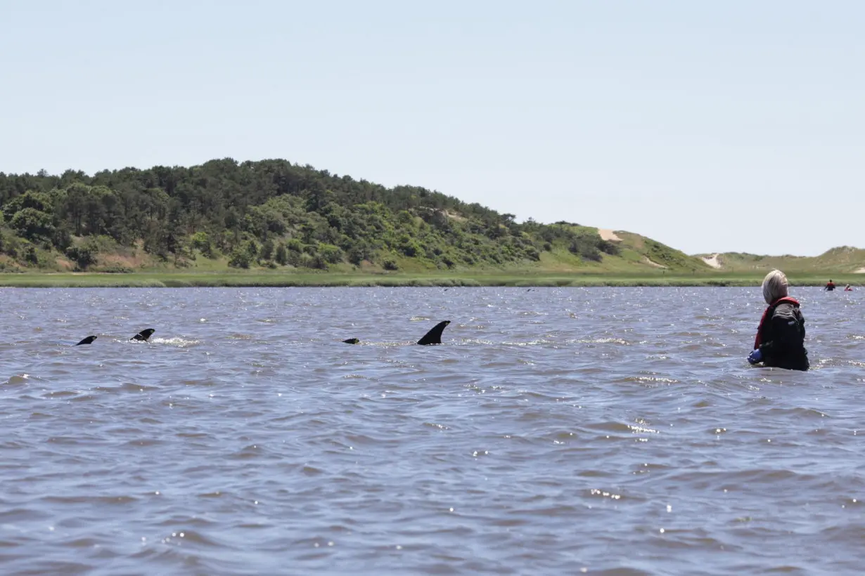 More than 100 Atlantic white-sided dolphins stranded in  muddy location off Cape Cod, Massachusetts